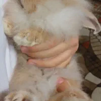 واگذاری خرگوش لوپ|موش و خرگوش|اصفهان, سپاهانشهر|دیوار