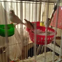 فنچ کینگ|پرنده|قرچک, مهدیه|دیوار