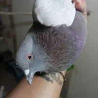 کبوتر پیس مسجدی|پرنده|برخوار, |دیوار