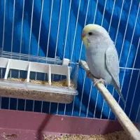 دو جفت مرغ عشق|پرنده|بندر ماهشهر, |دیوار