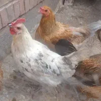 تخم مرغ نتفه دار