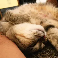 گربه نژاد دار