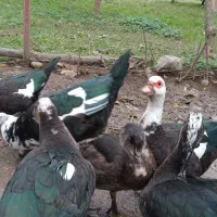 مرغ وخروس محلی، مرغ وخروس برهما، اسرائیلی|حیوانات مزرعه|ماکلوان, |دیوار