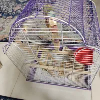 عروس هلندی|پرنده|خلخال, |دیوار