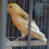 قناری ماده (اماده)|پرنده|تهران, علم و صنعت|دیوار