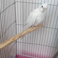 عروس هلندی آلبینو ماده سالم و سر حال|پرنده|محمدیه-قزوین, |دیوار