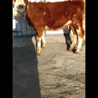 باسلام فروش گوساله سمینتال شرابی‌ ماده