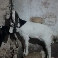 بز غاله ماده پاکستانی اصل