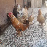 گلی گلی عشایری