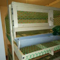 قفس|لوازم جانبی حیوانات|لنگرود, |دیوار