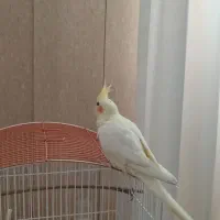 عروس هلندی۷ماهه|پرنده|هشتگرد, تهران دشت|دیوار