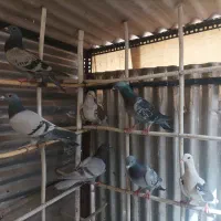 کفتر آلمانی