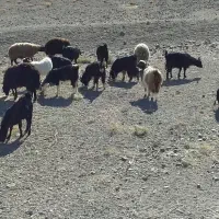 فروش دام زنده داشتی|حیوانات مزرعه|سمنان, |دیوار