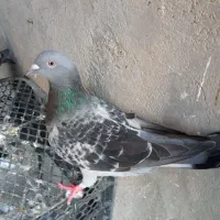 کبوتر خوب|پرنده|خورموج, |دیوار