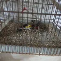 11111|پرنده|اردبیل, |دیوار