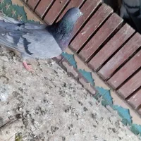 سبز ملقی ماده.|پرنده|بم, |دیوار