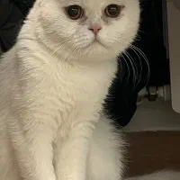 گربه ماده اسکاتیش یه سالو نیمه