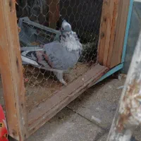 کفتر کبوترهمه یکجا دونه 100