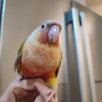 گرینچیک آناناسی رد اسکرین