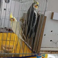 مرغ|پرنده|اسلام‌‌آباد غرب, |دیوار