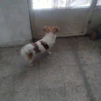 سگ بی صدا