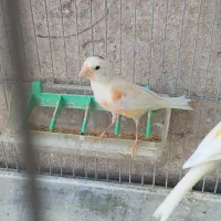 جوجه قناری نرو ماده