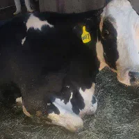 خریدارو معامله  گاو دست و پا شکسته خریدارگاوحذفی