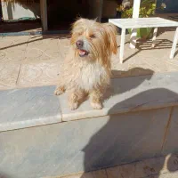 سگ شیتزو|سگ|کرمان, |دیوار