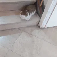 فروش گربه خونگی