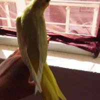 عروس هلندی لوتینو|پرنده|دهگلان, |دیوار