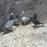 صید هوایی قره سینه طوقی سوسکی|پرنده|مشهد, شهید قربانی|دیوار