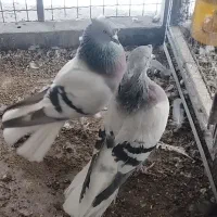 سبز دم سفید ۲کاکل سینه زرد و سرور