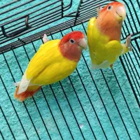 طوطی برزیلی مولد در رنگ های خاص