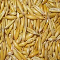 دانه جو‌ کشت دیم ( کره بند دشتستان) درجه یک