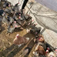 فروش بوقلمون با قیمت مناسب.نرماده باهم 4تومن