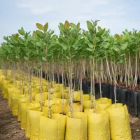 سرمایهگذاری با نهال بادام آذرشکوفه با سود بالا|خدمات باغبانی و درختکاری|سنندج, |دیوار