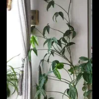 گل زیبا|کلکسیون و سرگرمی|شاهرود, |دیوار