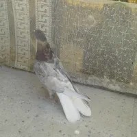 کبوتر سرور دم سفید|پرنده|تهران, هاشمی|دیوار