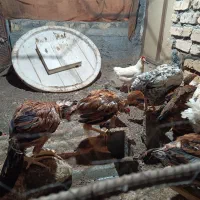 جوجه نژادار|حیوانات مزرعه|رودان, |دیوار