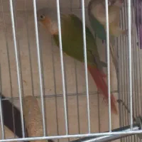 دو جفت طوطی گرینچیک|پرنده|پاکدشت, حصار امیر|دیوار