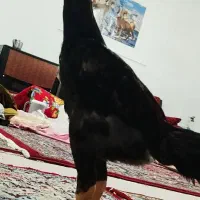 جوجه لاری ترک