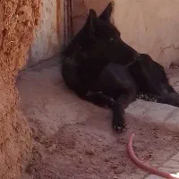 سگ ژرمن بلک|سگ|کرمان, |دیوار