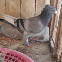 میناسبز کاکل ماده|پرنده|زاهدان, |دیوار