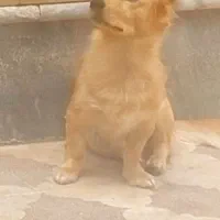 سگ بانژاد فروشی