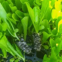 کاهو|خدمات باغبانی و درختکاری|آزادشهر, |دیوار