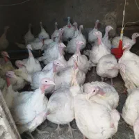 بوقلمون گوشتی|حیوانات مزرعه|قائن, |دیوار