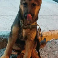 توله ژرمن ورک نر|سگ|لار, |دیوار