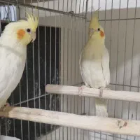 عروس هلندی لوتینو