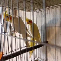 عروس هلندی|پرنده|رشت, بوسار|دیوار