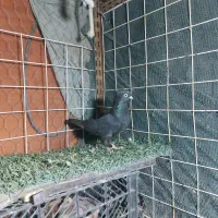 کبوترا همه تضمین|پرنده|میناب, |دیوار